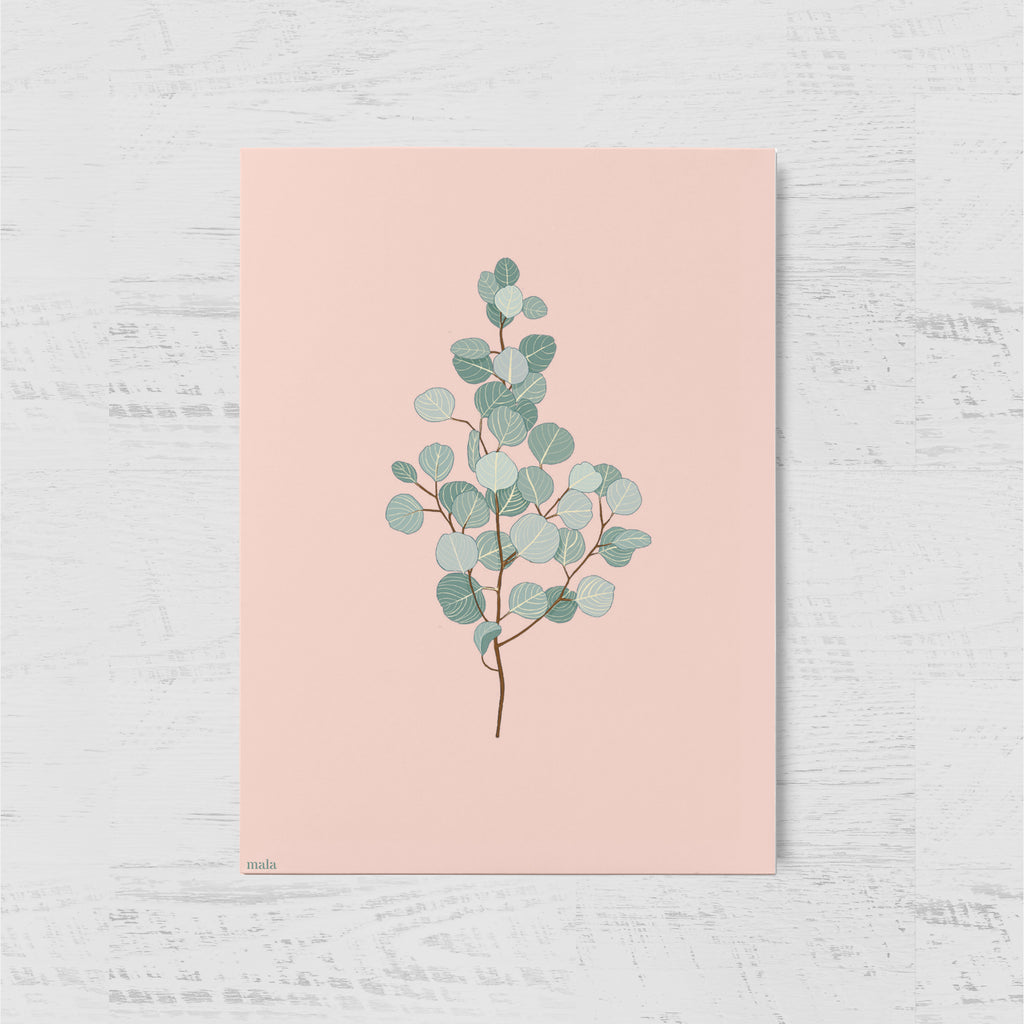 EUCALYPTUS BRANCH - ענף אקליפטוס  Large postcard